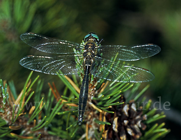 Alpen-Smaragdlibelle (Somatochlora alpestris)