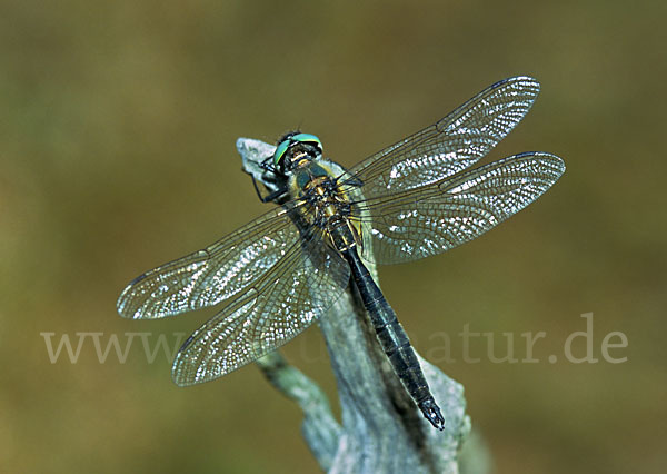 Alpen-Smaragdlibelle (Somatochlora alpestris)