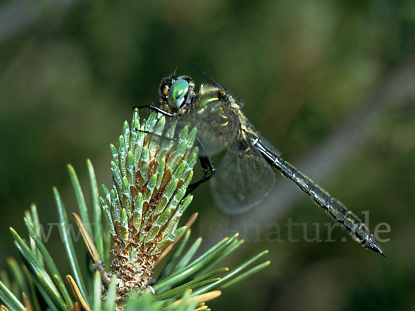 Alpen-Smaragdlibelle (Somatochlora alpestris)