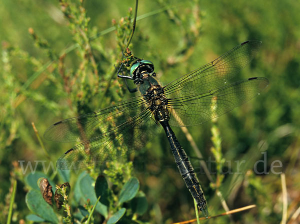 Alpen-Smaragdlibelle (Somatochlora alpestris)