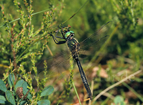 Alpen-Smaragdlibelle (Somatochlora alpestris)