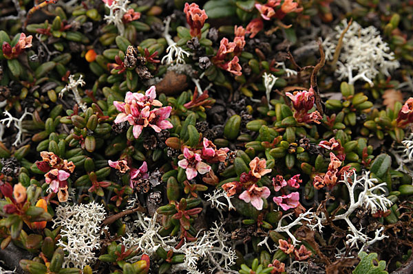 Alpenazalee (Loiseleuria procumbens)