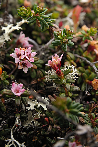 Alpenazalee (Loiseleuria procumbens)