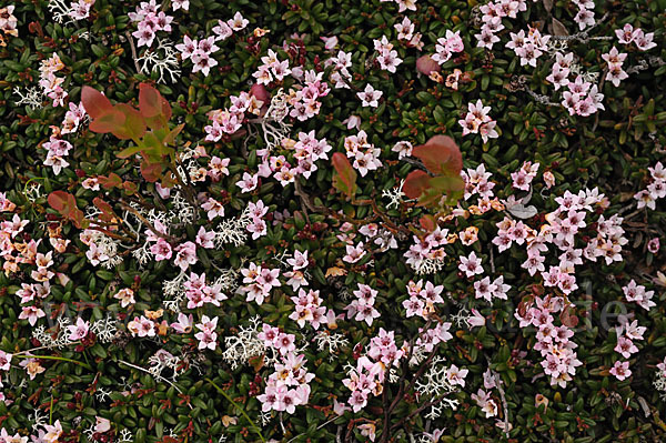 Alpenazalee (Loiseleuria procumbens)