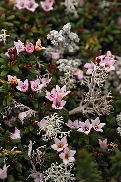 Alpenazalee (Loiseleuria procumbens)