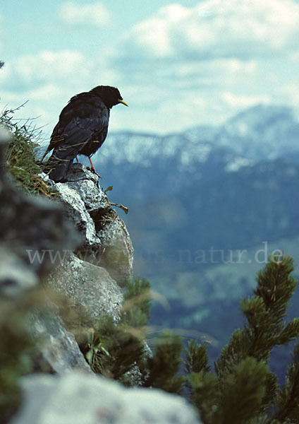 Alpendohle (Pyrrhocorax graculus)