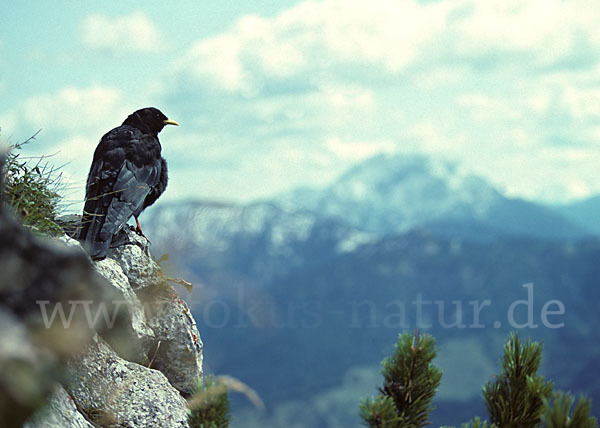 Alpendohle (Pyrrhocorax graculus)