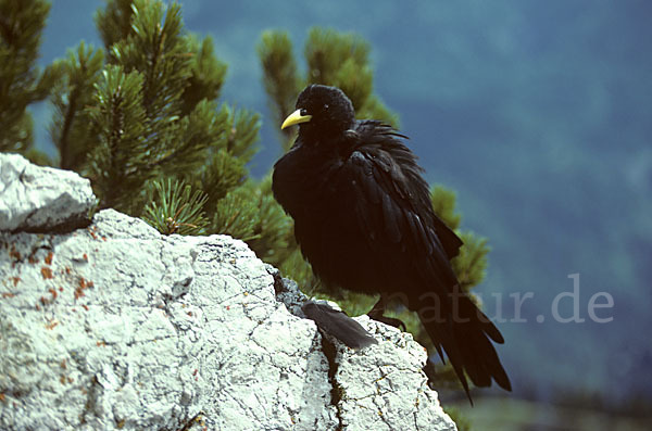 Alpendohle (Pyrrhocorax graculus)