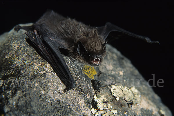 Alpenfledermaus (Hypsugo savii)