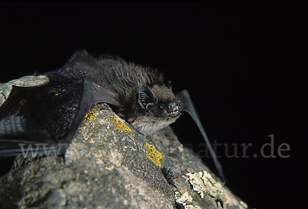 Alpenfledermaus (Hypsugo savii)