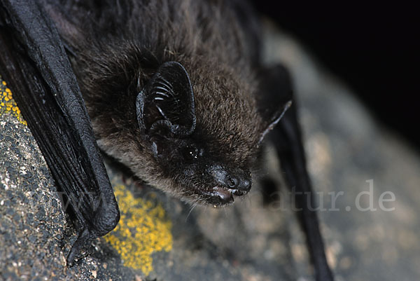 Alpenfledermaus (Hypsugo savii)