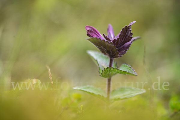 Alpenhelm (Bartsia alpina)