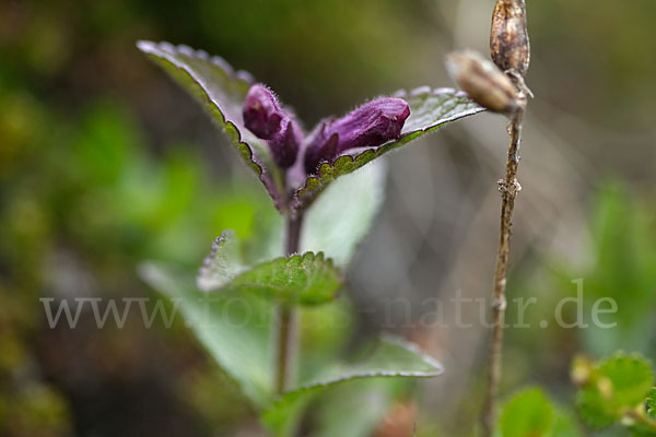 Alpenhelm (Bartsia alpina)