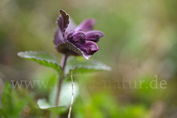 Alpenhelm (Bartsia alpina)