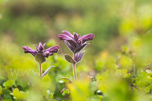 Alpenhelm (Bartsia alpina)