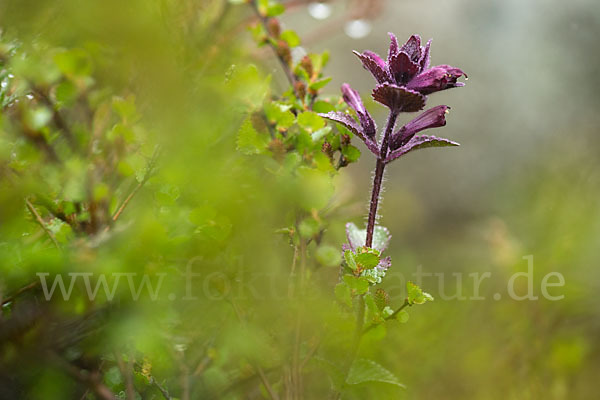 Alpenhelm (Bartsia alpina)