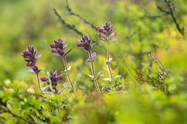 Alpenhelm (Bartsia alpina)