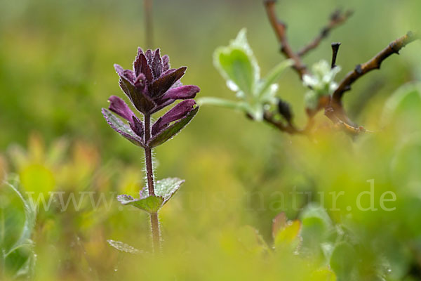 Alpenhelm (Bartsia alpina)