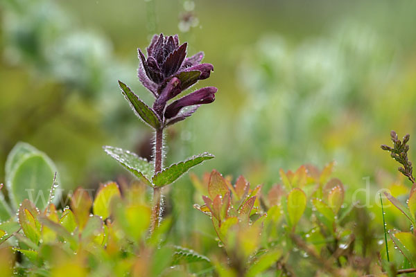 Alpenhelm (Bartsia alpina)