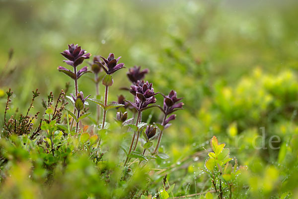 Alpenhelm (Bartsia alpina)