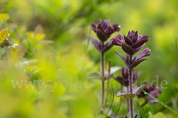 Alpenhelm (Bartsia alpina)