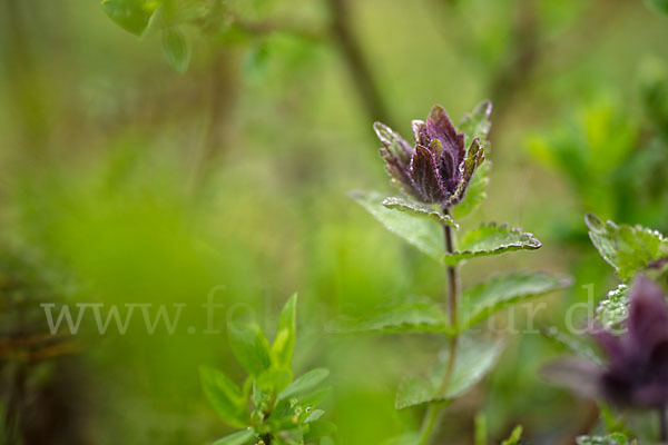 Alpenhelm (Bartsia alpina)