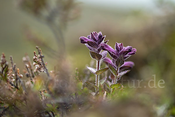 Alpenhelm (Bartsia alpina)