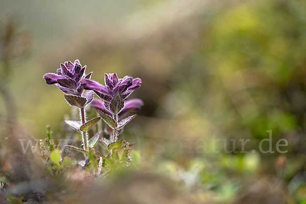 Alpenhelm (Bartsia alpina)