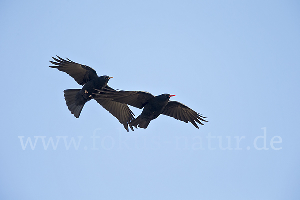 Alpenkrähe (Pyrrhocorax pyrrhocorax)