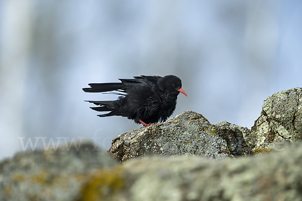 Alpenkrähe (Pyrrhocorax pyrrhocorax)