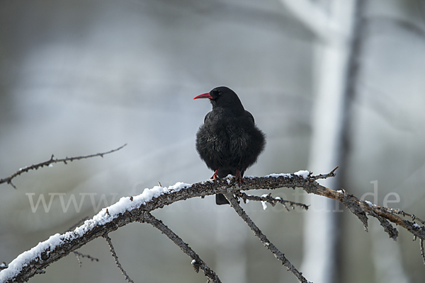 Alpenkrähe (Pyrrhocorax pyrrhocorax)