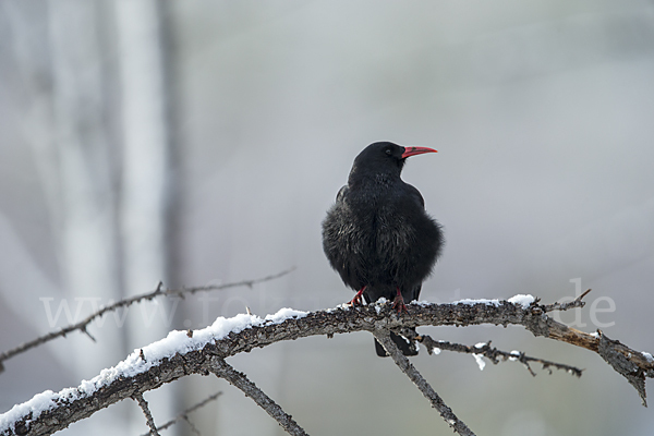 Alpenkrähe (Pyrrhocorax pyrrhocorax)