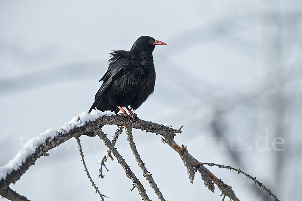 Alpenkrähe (Pyrrhocorax pyrrhocorax)