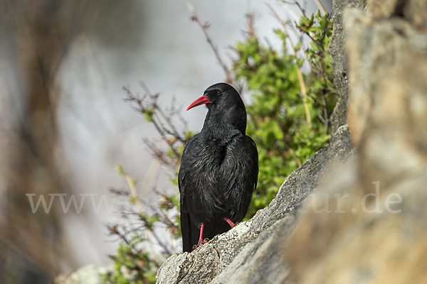 Alpenkrähe (Pyrrhocorax pyrrhocorax)