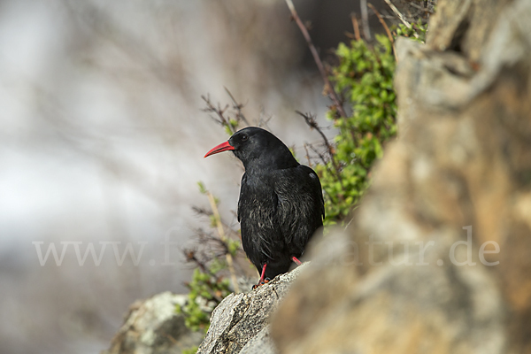 Alpenkrähe (Pyrrhocorax pyrrhocorax)