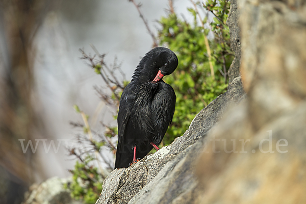 Alpenkrähe (Pyrrhocorax pyrrhocorax)