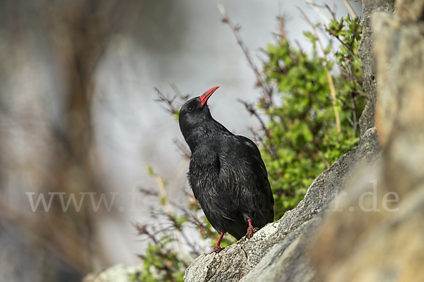 Alpenkrähe (Pyrrhocorax pyrrhocorax)