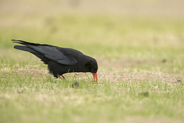 Alpenkrähe (Pyrrhocorax pyrrhocorax)