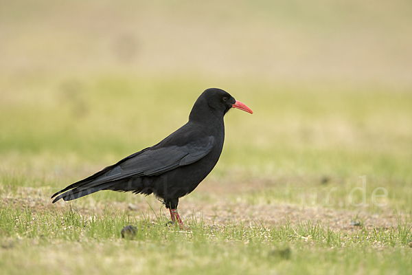 Alpenkrähe (Pyrrhocorax pyrrhocorax)