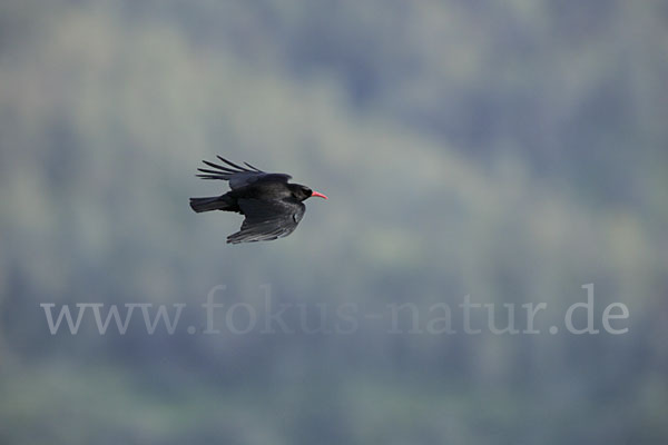 Alpenkrähe (Pyrrhocorax pyrrhocorax)