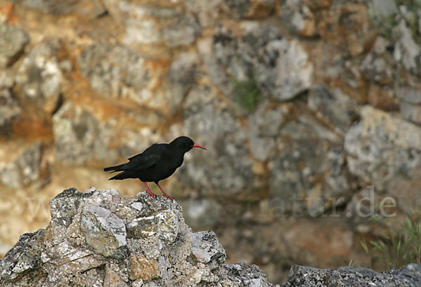 Alpenkrähe (Pyrrhocorax pyrrhocorax)