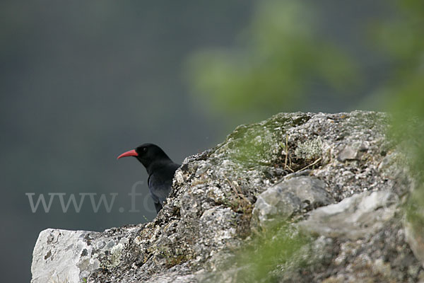 Alpenkrähe (Pyrrhocorax pyrrhocorax)