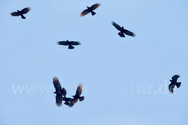 Alpenkrähe (Pyrrhocorax pyrrhocorax)