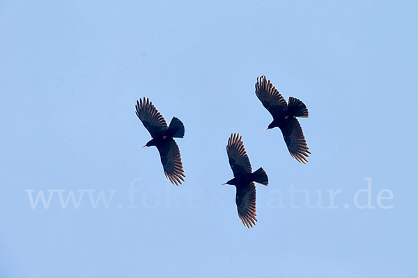 Alpenkrähe (Pyrrhocorax pyrrhocorax)