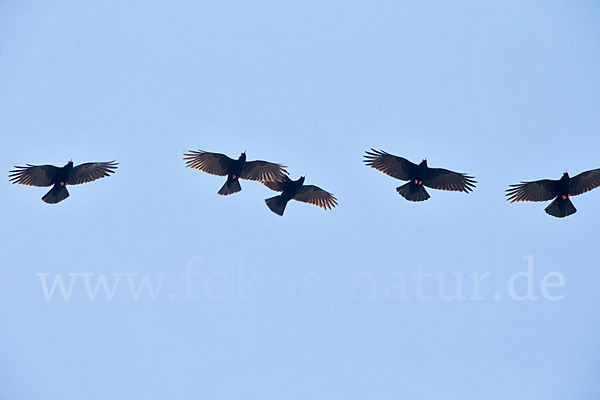 Alpenkrähe (Pyrrhocorax pyrrhocorax)