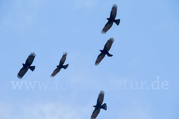 Alpenkrähe (Pyrrhocorax pyrrhocorax)