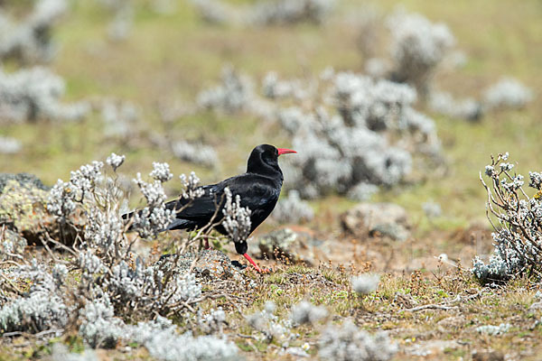 Alpenkrähe (Pyrrhocorax pyrrhocorax)