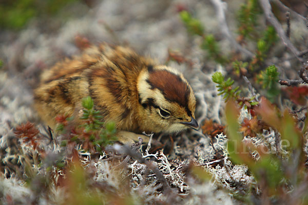 Alpenschneehuhn (Lagopus mutus)