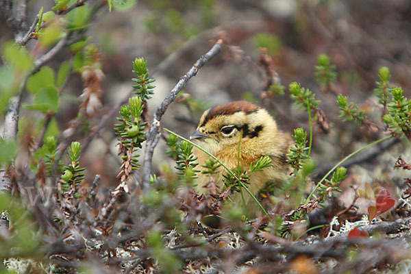 Alpenschneehuhn (Lagopus mutus)