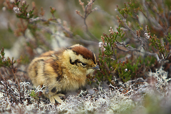 Alpenschneehuhn (Lagopus mutus)